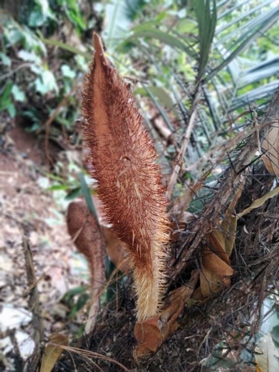 La flor de chocho La flor de chocho