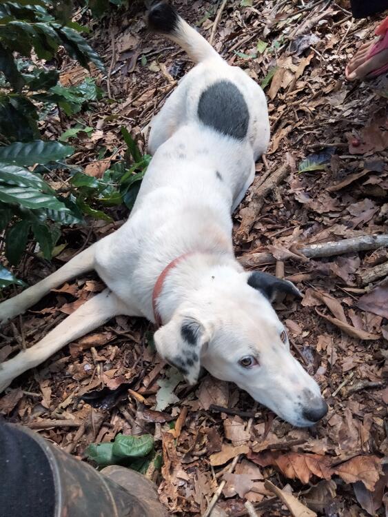 Perro pinto Perro pinto