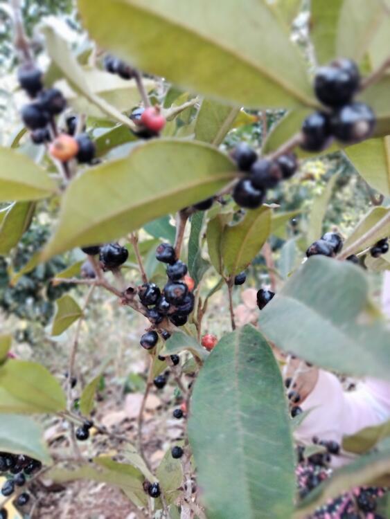 Escobilla, es un fruta comestible. Escobilla, es un fruta comestible.