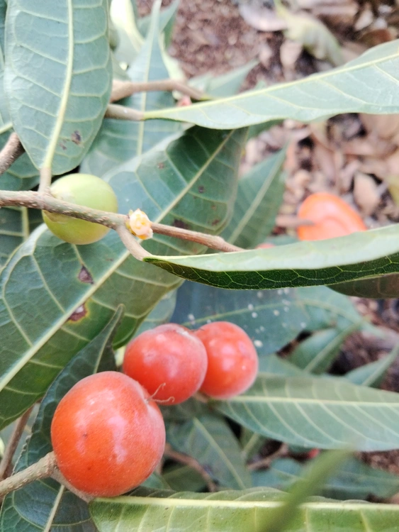 Lechudo, fruta silvestre comestible. 