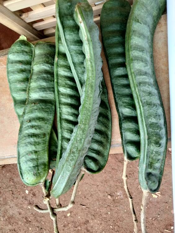 Baina, Jinicuil, fruta algodonuda por dentro. Baina, Jinicuil, fruta algodonuda por dentro.