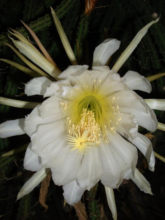 Flor de Pitaya Flor de Pitaya
