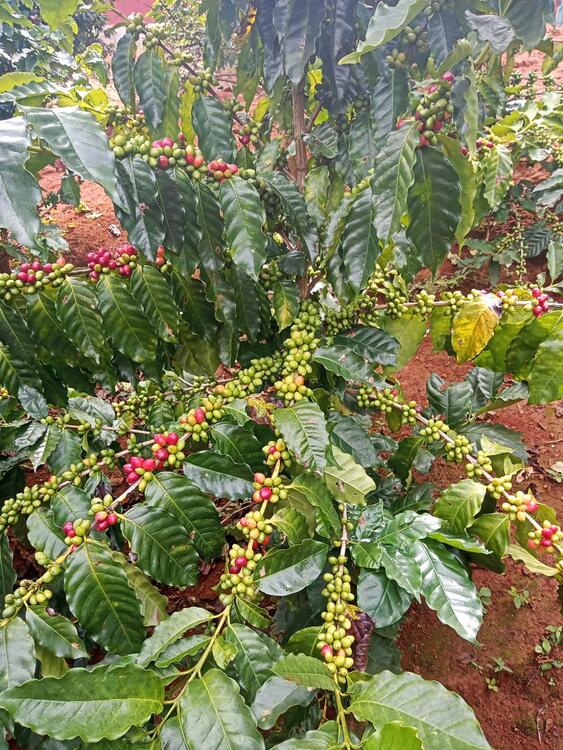 Mata de café Mata de café