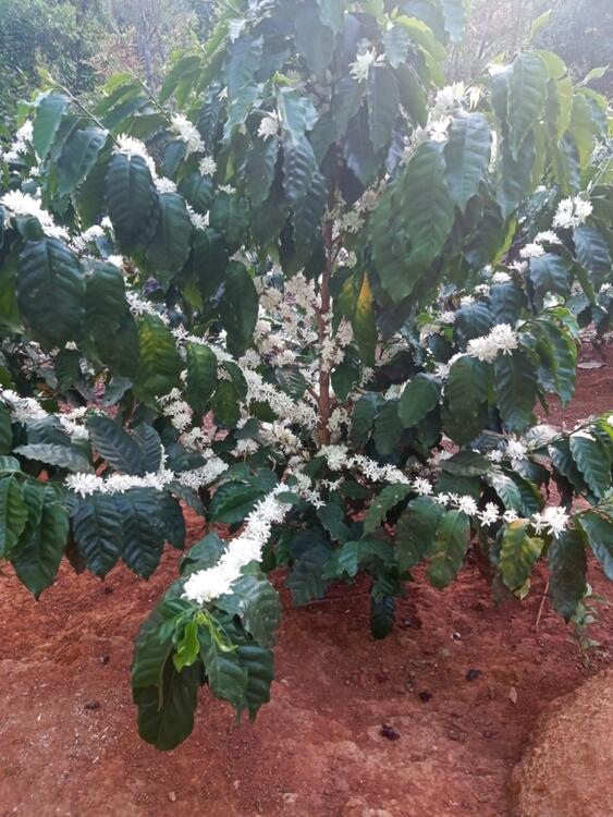 Aquí hay muchas flores de café