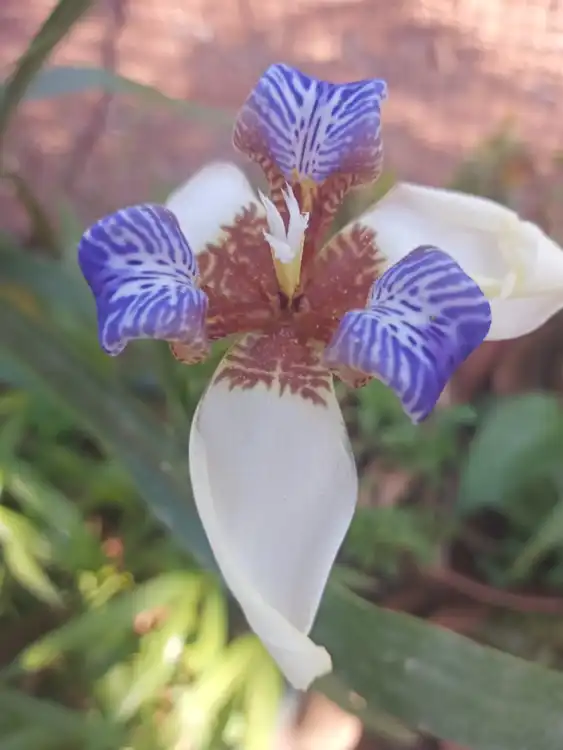 Flor azul