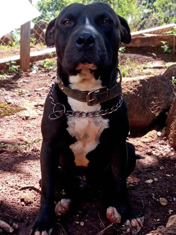 Perro pitbull Perro pitbull