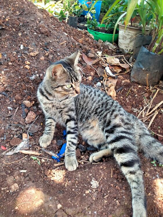 Gato