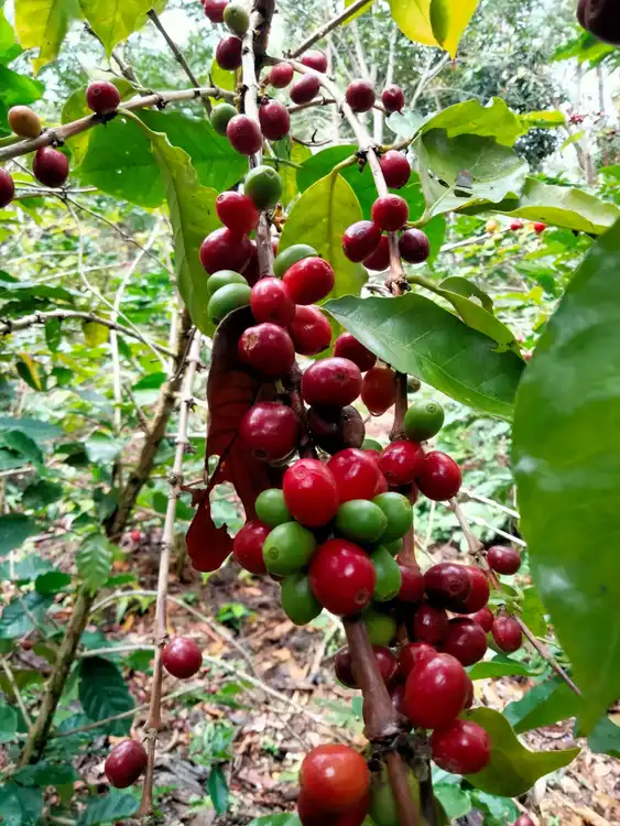 Capel tsa̱m wɨ̱ cɨŋne