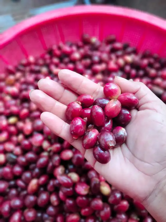 Capel tsa̱m wɨ̱ cupiŋnewɨɨp