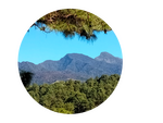 Tatsucumpa