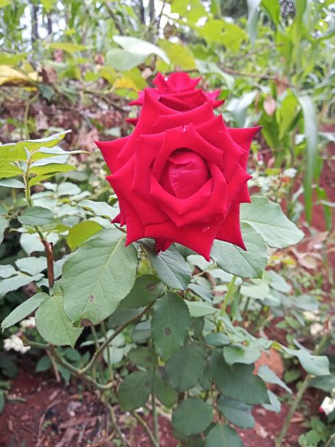 Rosa 2