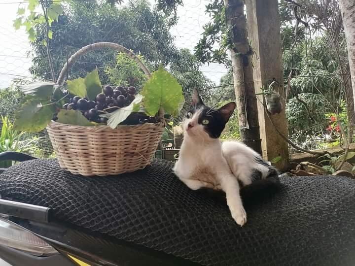 Gato